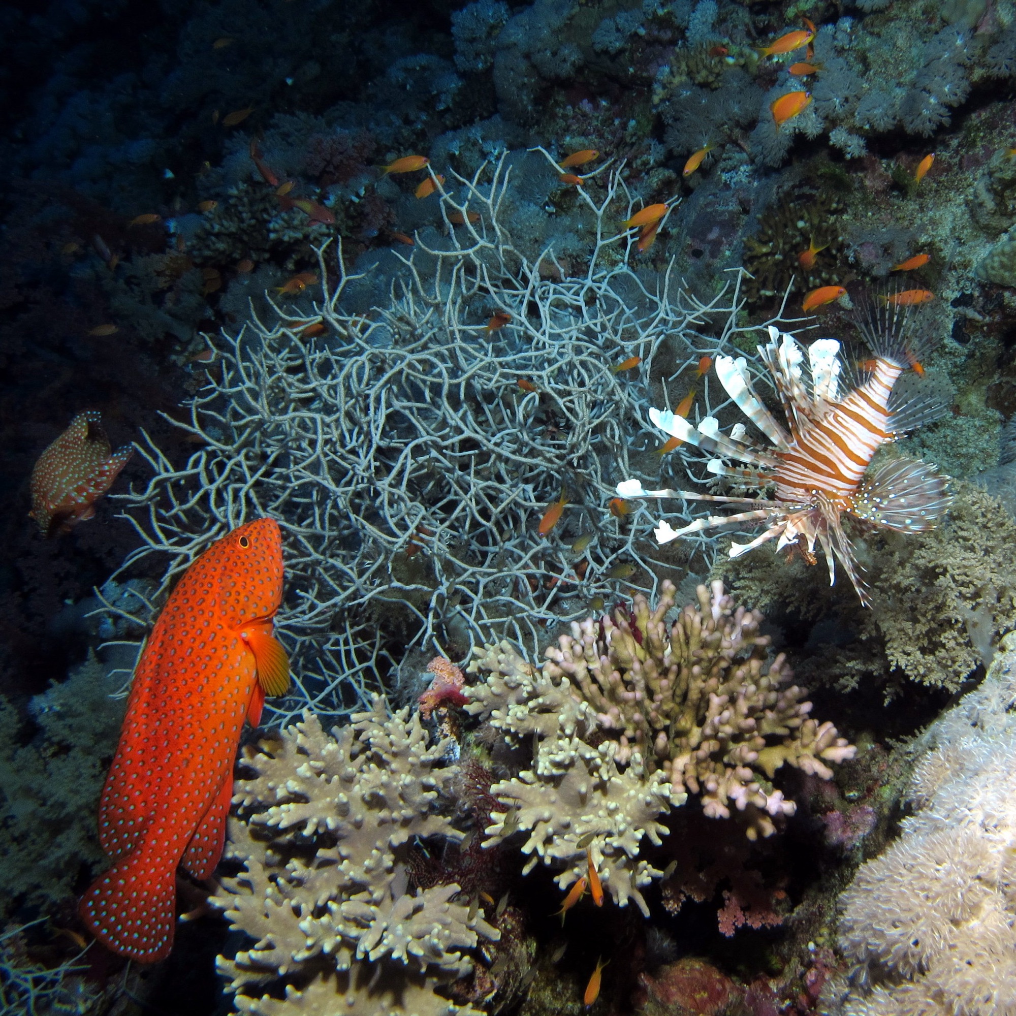 Northern Red Sea Wreck Safari — Photo 4